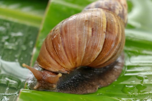 Close up big snail on wet green leaf in the garden. A snail is, in loose terms, a shelled gastropod.