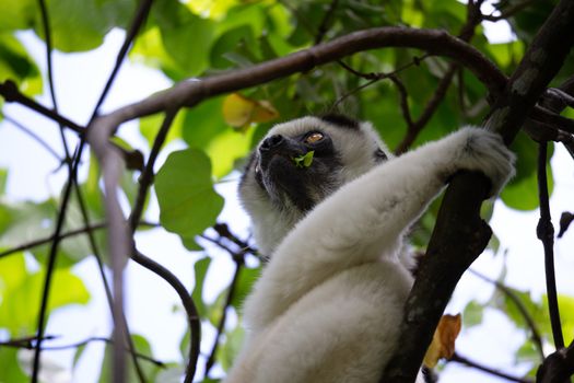 One black and white lemur sits in the crown of a tree, vari, sifaka