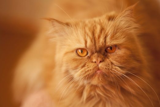 Fluffy Red persian cat close up portrait. Red cat on red background. Focus on the eyes
