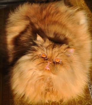 Big Fat red Persian cat laying on the floor