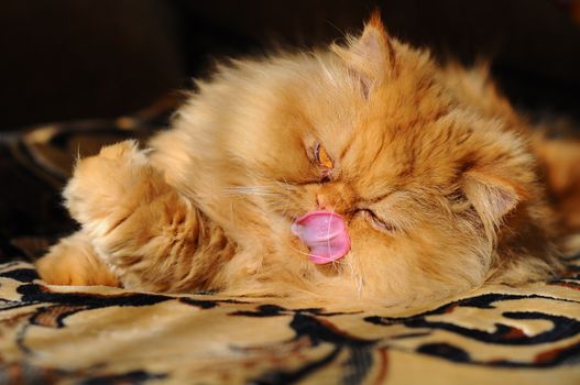 Rad Persian cat licks itself. Rad cat washing its paw