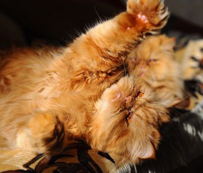 Red Persian cat is playing on the sofa. Big muzzle of a red persian cat