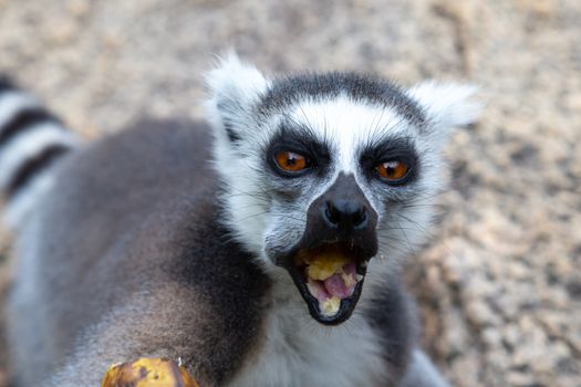 A funny ring-tailed lemurs in their natural environment