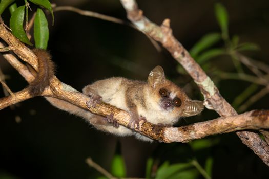 One small mouse lemur looks down from a branch at night