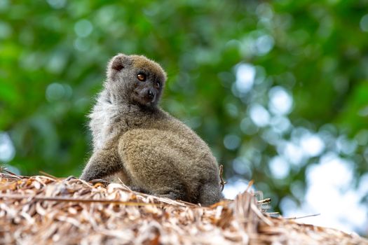 A Portrait of a bamboo lemur in its natural environment