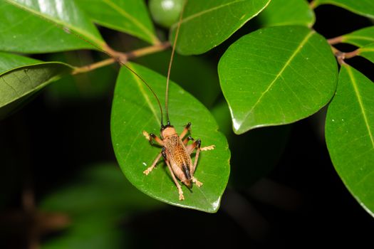The Native species of insects in the rainforest
