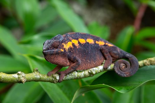 One earth-colored chameleon on a branch