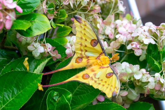 One large colorful butterfly on a flower bush