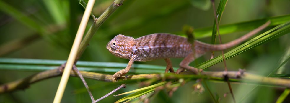 One small chameleon in the rainforest on the island of Madagascar