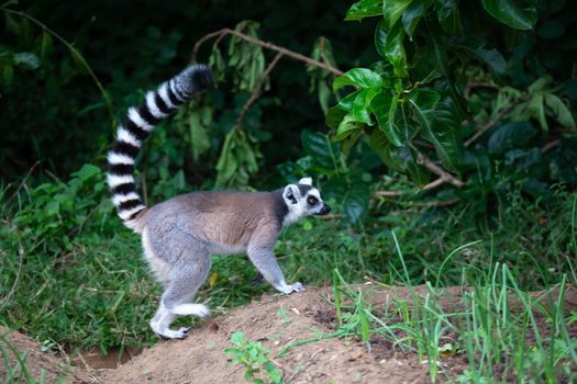 The ring-tailed lemur in its natural environment