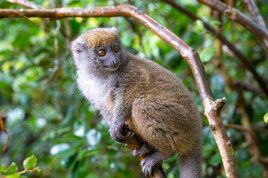 The Funny bamboo lemurs on a tree branch watch the visitors