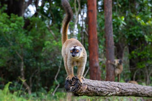 Some Brown lemurs play in the meadow and a tree trunk and are waiting for the visitors