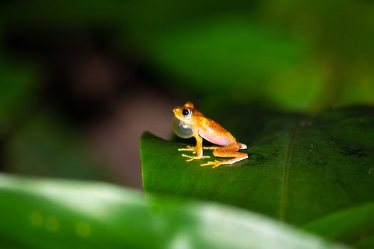 One orange little frog on a green leaf in Madagascar