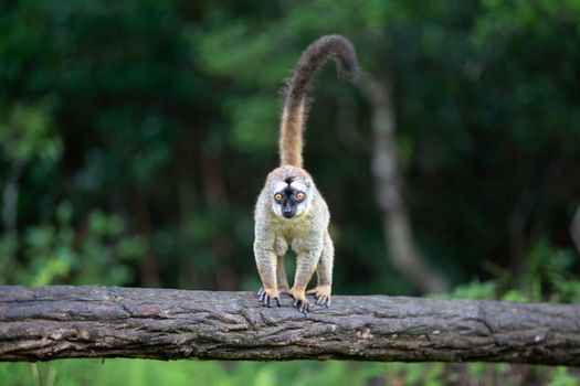 One brown lemur stands on a tree trunk