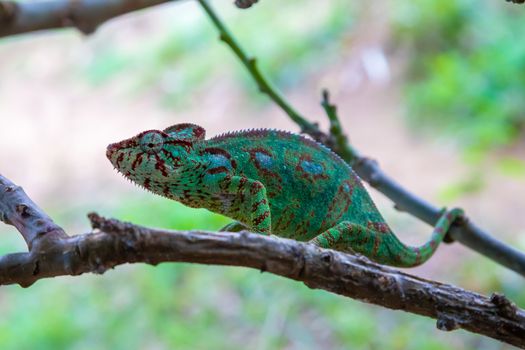 One chameleon moves along a branch in a rainforest in Madagascar