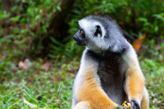 One diademed sifaka in its natural environment in the rainforest on the island of Madagascar