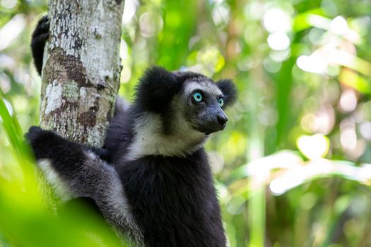 One Indri lemur on the tree watches the visitors to the park