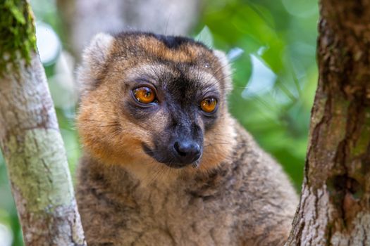 The portrait of a red lemur in its natural environment