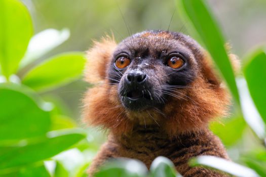 A portrait of a red lemur vari