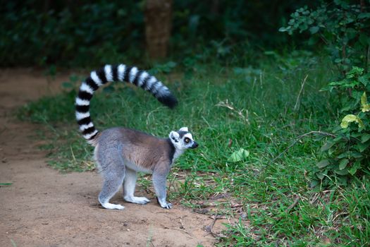 The ring-tailed lemur in its natural environment