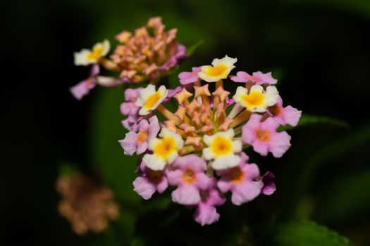 The Exotic flowers of the island of Madagascar