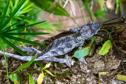 One chameleon moves along a branch in a rainforest in Madagascar