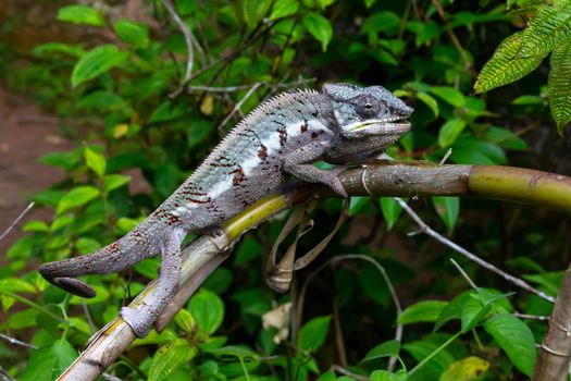 One chameleon moves along a branch in a rainforest in Madagascar