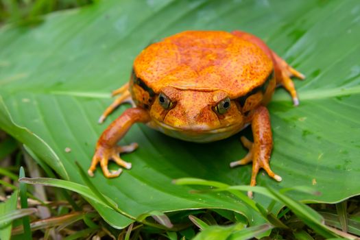 One large orange frog is sitting on a green leaf
