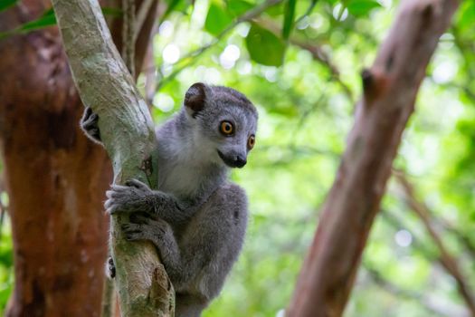 One crown lemur crawls on the branches of a tree