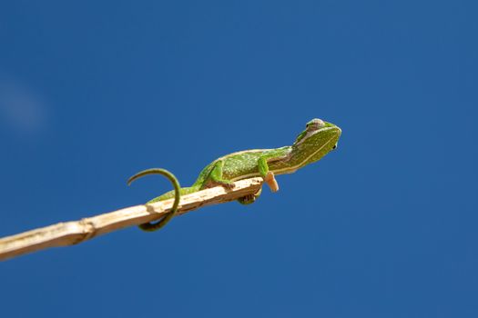 One chameleon moves along a branch in a rainforest in Madagascar