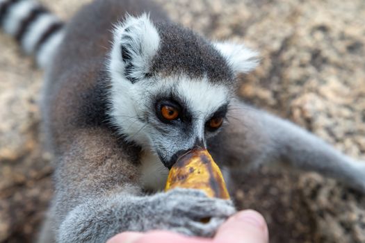 The ring-tailed lemur on a large stone rock eats a banana
