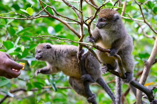 The Funny bamboo lemurs on a tree branch watch the visitors