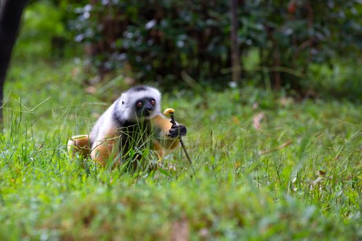 One diademed sifaka in its natural environment in the rainforest on the island of Madagascar