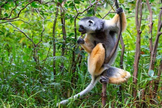 One diademed sifaka in its natural environment in the rainforest on the island of Madagascar