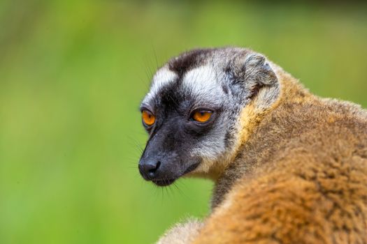 A Portrait of a brown maki, a close up of a funny lemur