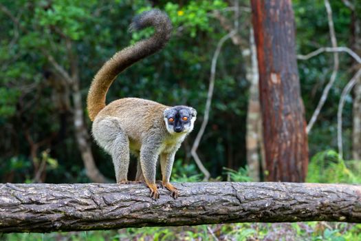 Some Brown lemurs play in the meadow and a tree trunk and are waiting for the visitors