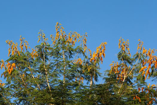 One tree with orange flowers and a blue sky in the background