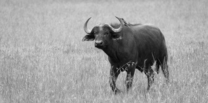 Some big Buffalos are standing in the grass and grazing in the savannah of Kenya
