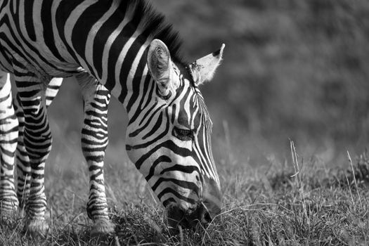 The closeup of a zebra in a national park