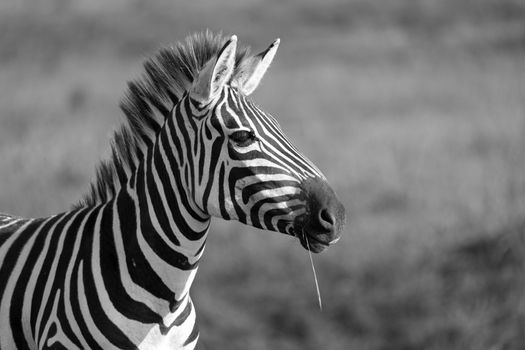 The closeup of a zebra in a national park