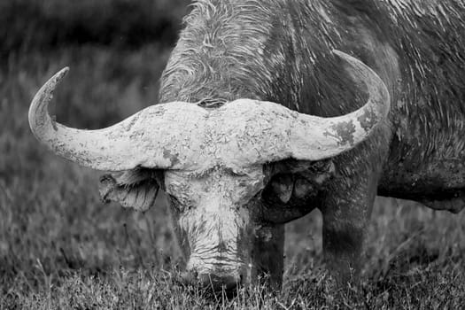 A big buffalo in the grassland of the savannah