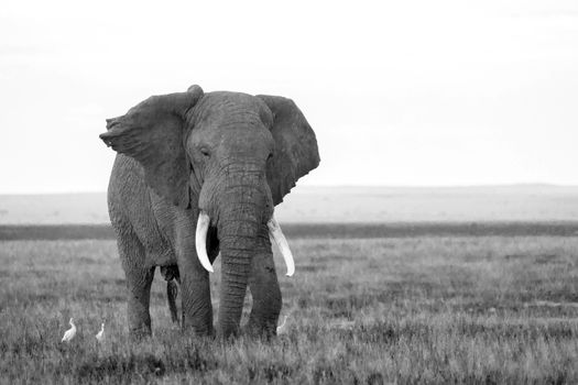 An elephant in the savannah of a national park in Kenya