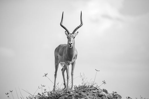 One beautiful antelope with big horns is standing on a hill