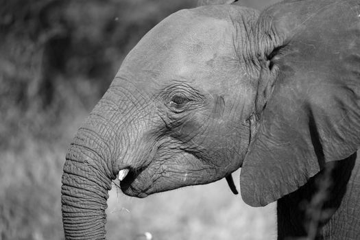 Head of a young red elephant in front the bush