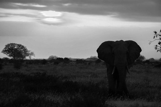 One elephant ist standing in the savannah at sunset