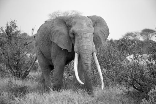 One elephant is walking between the bush