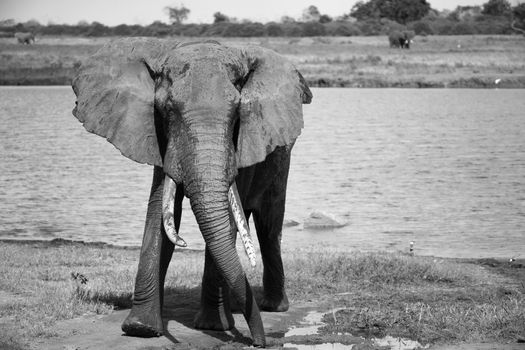 One big red elephant after bathing near a water hole