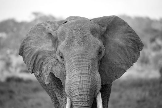 A face of a red elephant taken up close