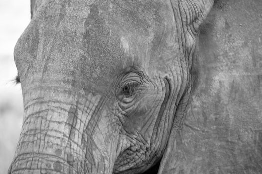 A face of a red elephant taken up close