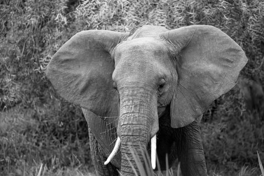 Red elephants walk in the savannah between the plants